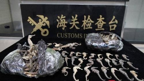 拱北|女子携带1千克干海马，在拱北口岸被查