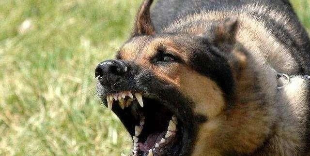 体现|咬人犬未必全是恶犬,但随意伤人就是恶犬,犬的行为体现主人素养