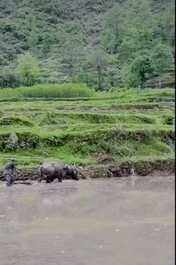  奶奶|那些从大城市消失的年轻人，躲进了深山拍抖音。