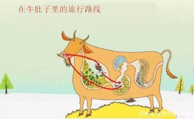  青头|三年级语文上册《在牛肚子里旅行》预习笔记，真的友谊是雪中送炭