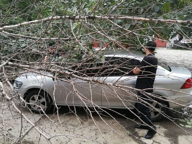  产权单位|树倒砸坏私家车 谁来处理成难题