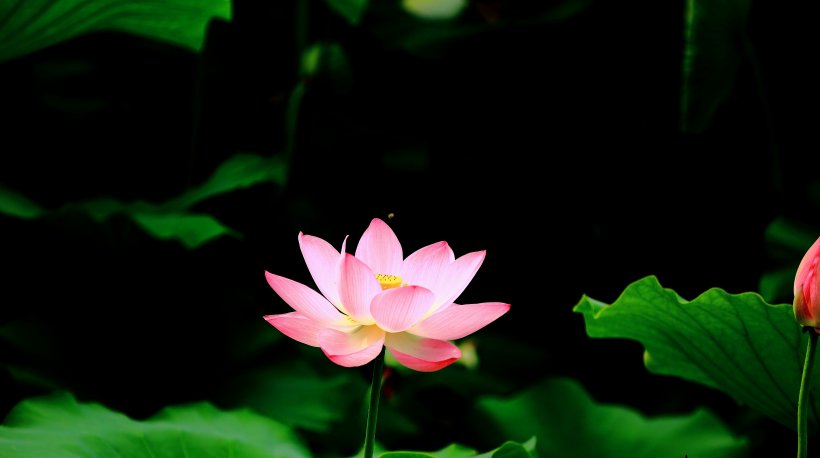  前途|8月开始财运突飞猛进，运势走旺势头，前途无忧的四大生肖