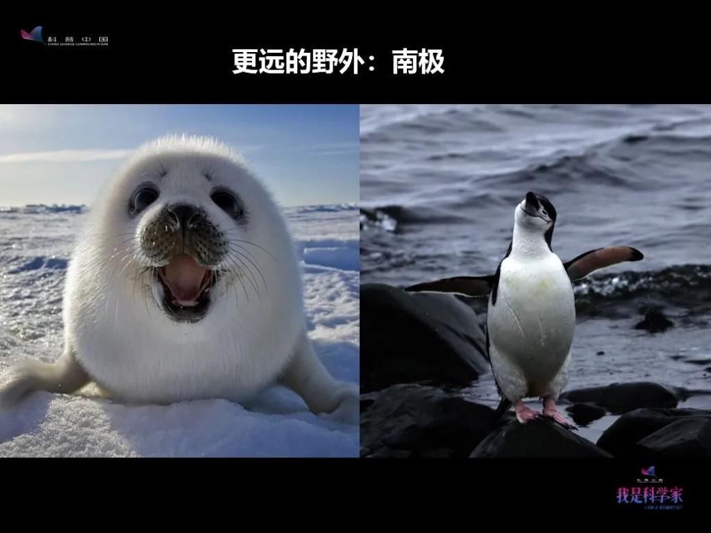  人生|研究灰脸鵟鹰那两年，是我人生中感到最热的两个夏天