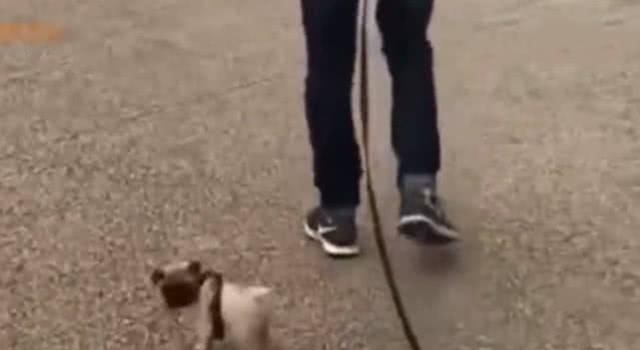 回头|男子带着狗狗去散步，浑然不知身后事，汪：主人你倒是回头啊