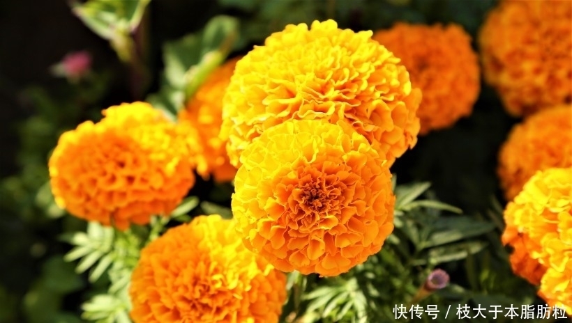  步步高升|8月开始赚得巨大财富，步步高升，人生好命的四大生肖