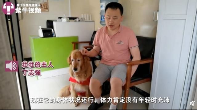 家庭|工作7年的江苏首只导盲犬将退役，主人：它就是我家庭的一员