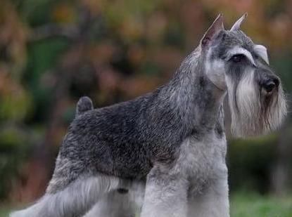  哈士奇|“怕热”的6种狗狗，你家在其中吗？