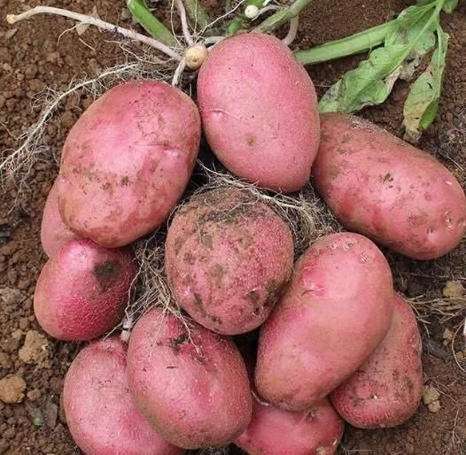 营养价值|这种像地瓜的杂粮,富含花青素,只卖2元一斤,常吃有营养