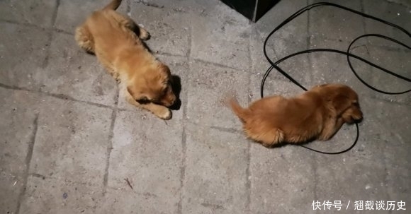 东西|金毛白天睡觉晚上“执勤”,小小年纪就知道看家护院