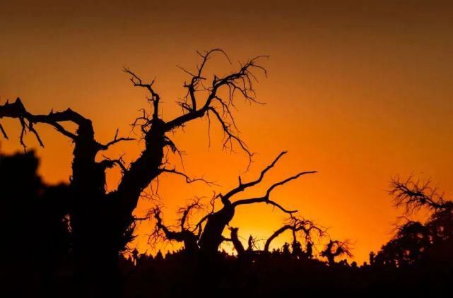 额济纳旗|【阅读】有一种心动,叫额济纳的秋天