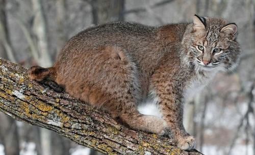 得知|山猫跳海后叼着一条鱼上岸,得知鱼的物种后拍手称奇