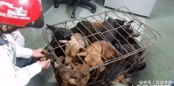 主人|狗狗从屠宰场被救出,在看到主人的那一刻