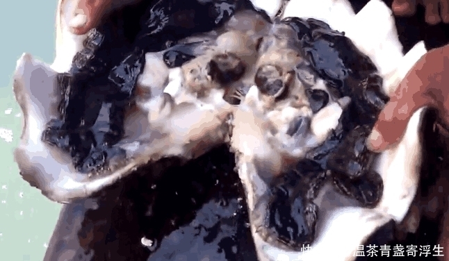 贝壳|男子出海捕鱼时收获一个大贝壳, 切开贝壳后,他笑了起来