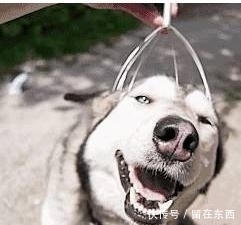  狗狗|为什么狗狗喜欢主人摸它的头部？背后的6个意义，真是“心机狗”