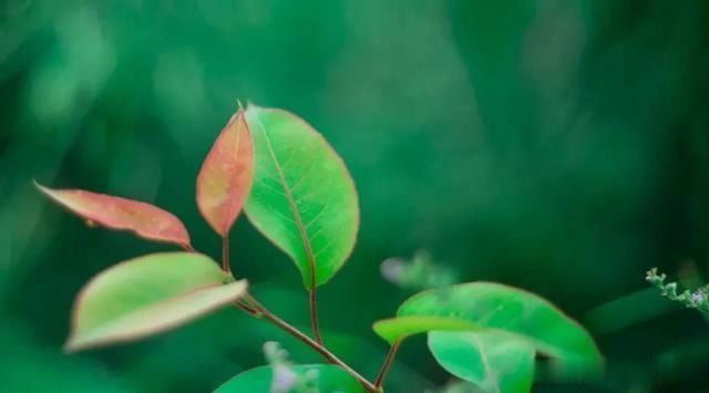 面子|为什么不要脸的人,往往活得更有面子