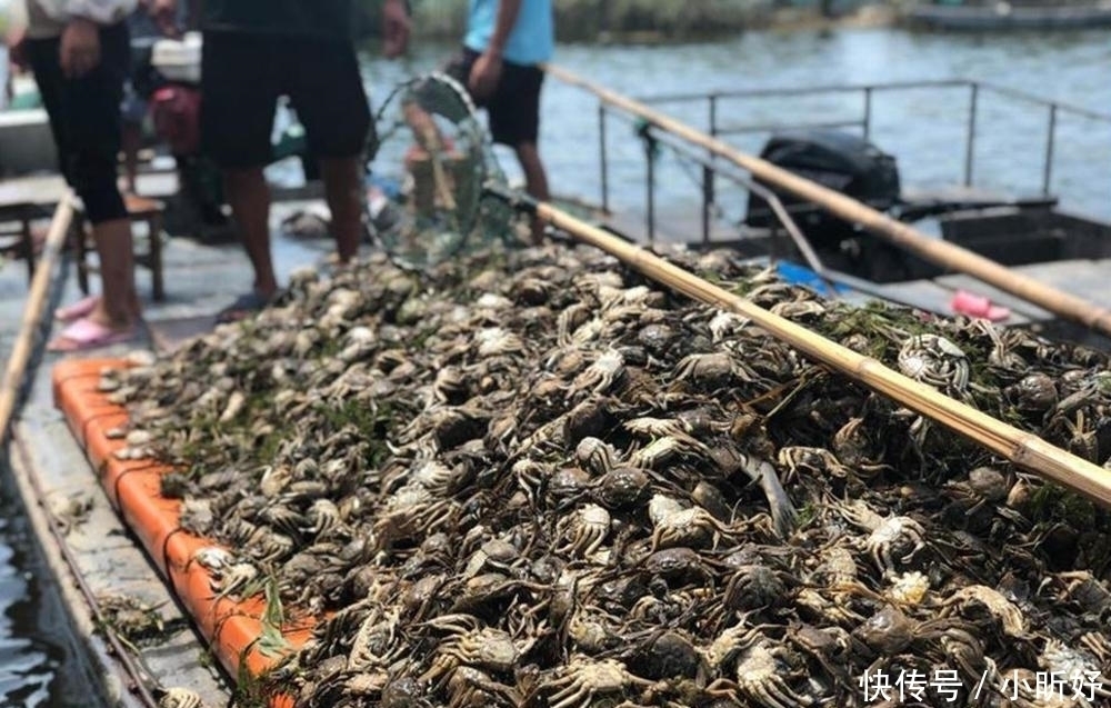 成山|寿命不到3年,交配完就死一半,曾贵到吃不起,今年堆成山卖不动