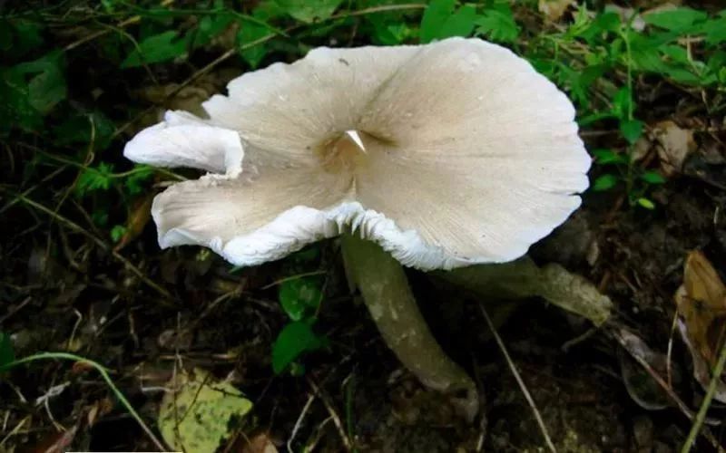  斗鸡|就问你晓得仁寿“斗鸡公”不？