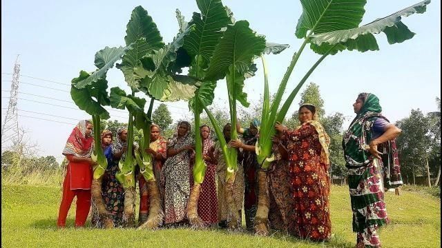 芋头|印度农村特色美食,长的比人高,重上百斤,大开眼界了