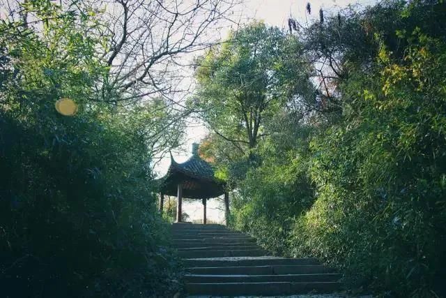 辰山植物园|好看！这才是松江夏天的正确打开方式