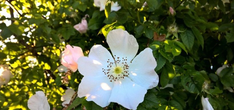  生肖马的人|8月，旧爱转身示好，感情开花结果，找回曾遗失美好爱情的四生肖