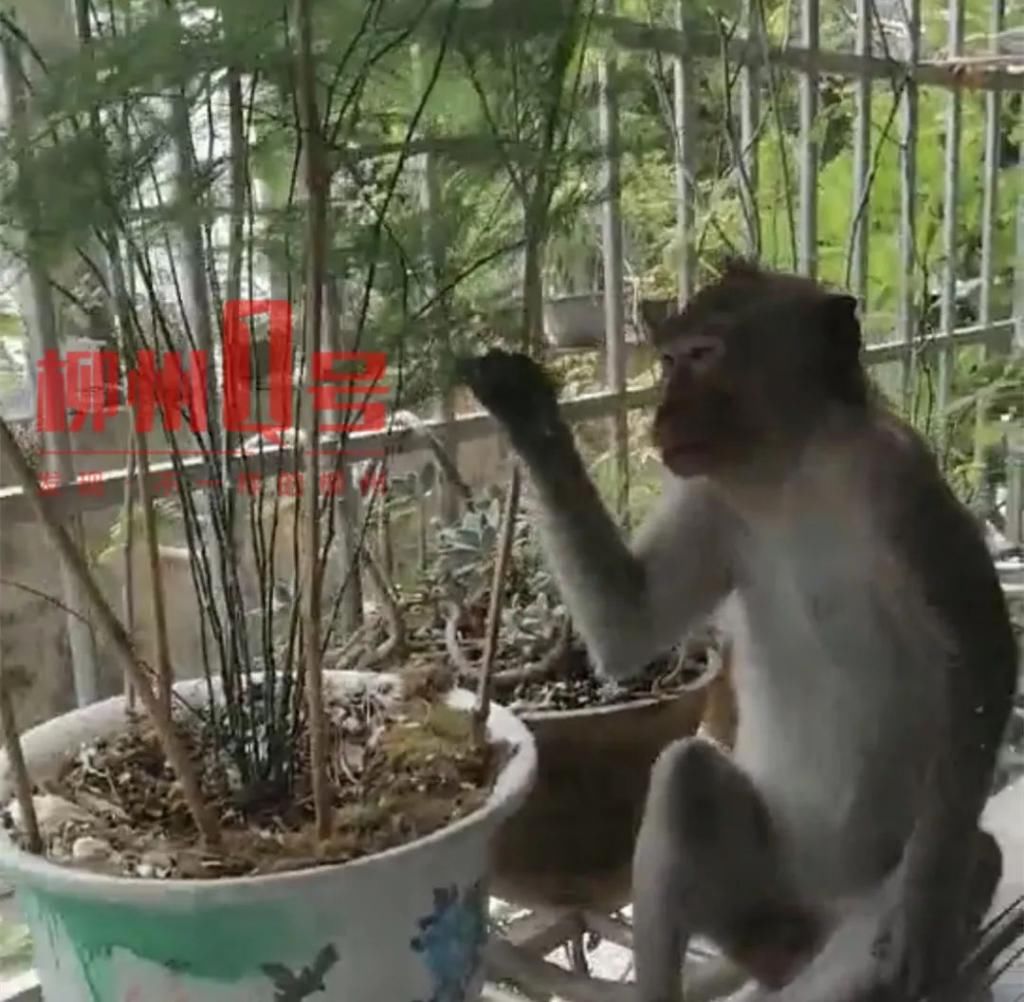  骑手|突发！柳石路摩托车和泥头车碰撞，骑手被卷进车底不幸当场身亡