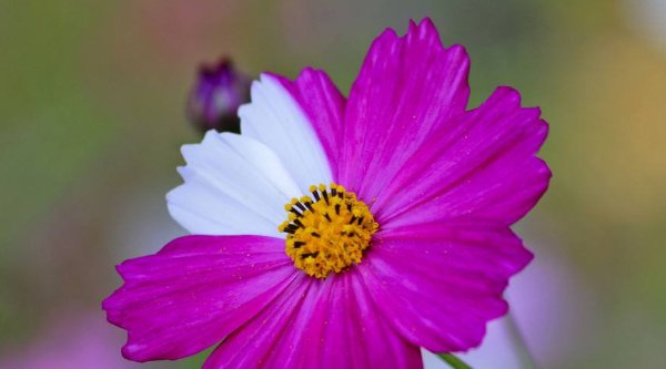 当成|俗话说：好心当成驴肝肺，不管多善良别帮4个忙，才能财福归来！