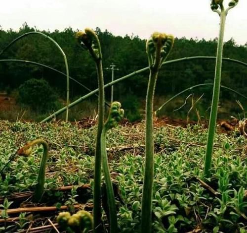  药材|农村的野菜，吃法很多，却不知是药材，营养价值很高