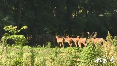  珍稀|沅江：数十只珍稀麋鹿“现身”漉湖芦苇场