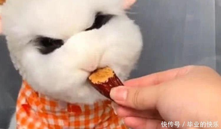  不乐意|主人请兔子吃大枣，兔子不乐意，兔子的做法，让人笑喷