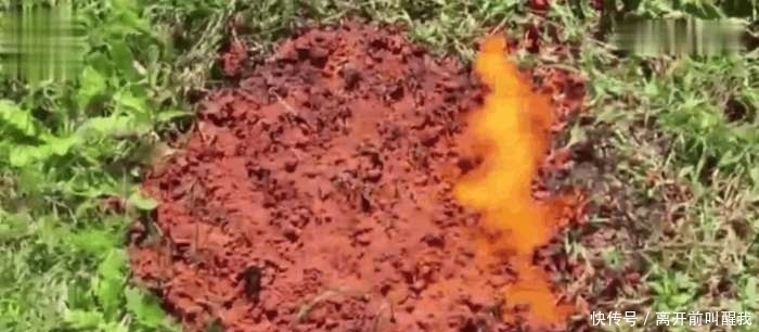  汽油|男子将汽油倒在蚂蚁窝上面点燃, 蚂蚁的行为让人不可思议