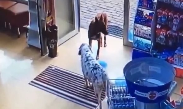 前爪受伤|受伤的狗狗自己跑到药店寻求帮助，在地上翻滚着感谢医生