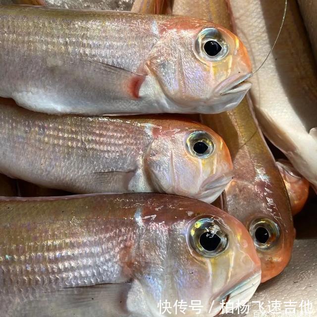 方头鱼|女性必吃的一种海鱼
