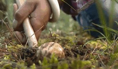  缅甸|又有两人吃菌中毒死亡！两个月内，缅甸掸邦已有四人死亡