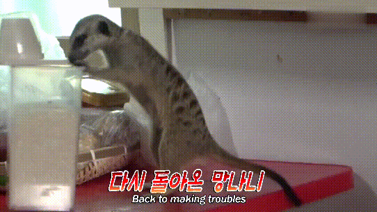  对猫鼬|猫鼬老爱捣乱，却怕主人用“亲吻”惩罚它，对门发呆时猫咪准会来