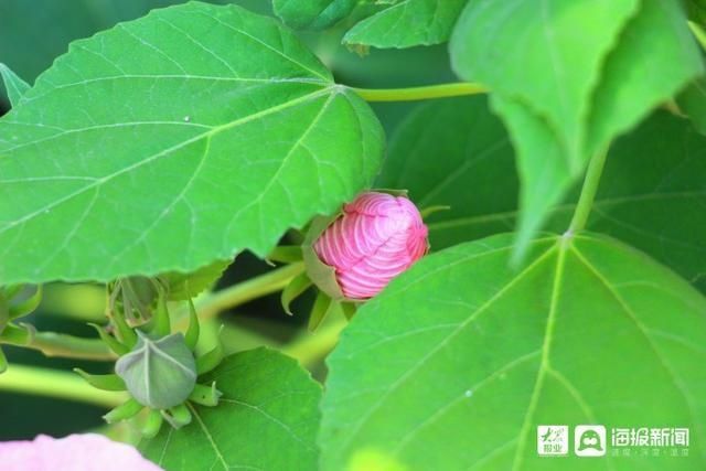  垦利|i东营·影像｜垦利区植物园内五彩缤纷好风光