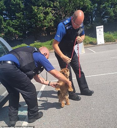  斧头|高温天气狗狗被困车内 路人用斧头砸窗救出