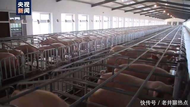 上半年|全国“菜篮子”产品供应总量充足 上半年生猪生产好于预期