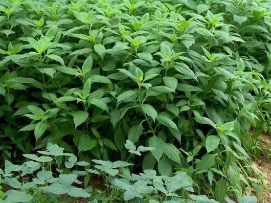 生姜|记忆中的崇明美味——地生姜