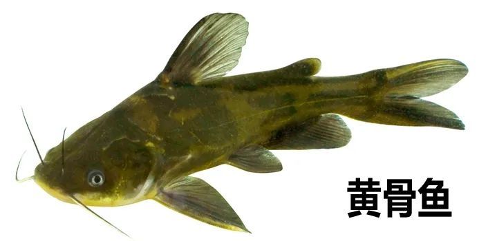  截肢|男子险被截肢，凶手竟是一条鱼！只因忽视了…