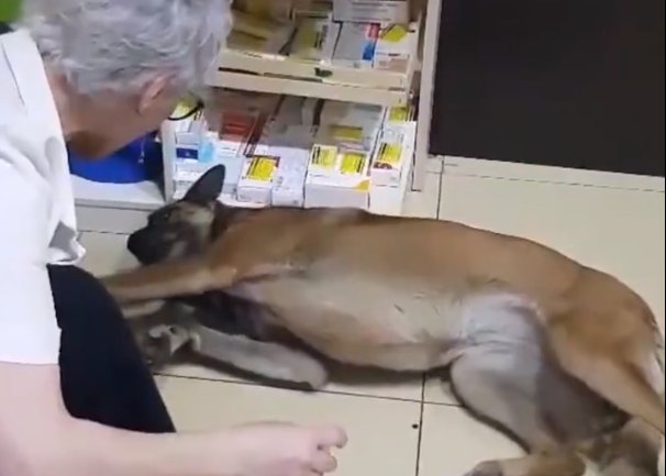 前爪受伤|受伤的狗狗自己跑到药店寻求帮助，在地上翻滚着感谢医生