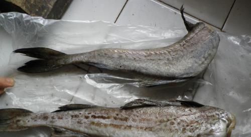 嫌弃|被人误解最深的鱼,因冷冻被人嫌弃,其实它比鲅鱼香,比鲫鱼营养