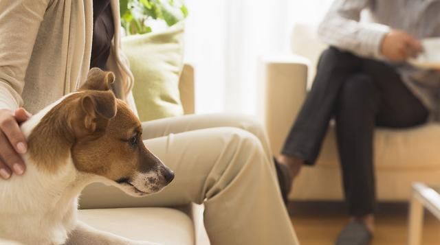  问问自己|养狗前，需要知道的6件事，你能接受吗？