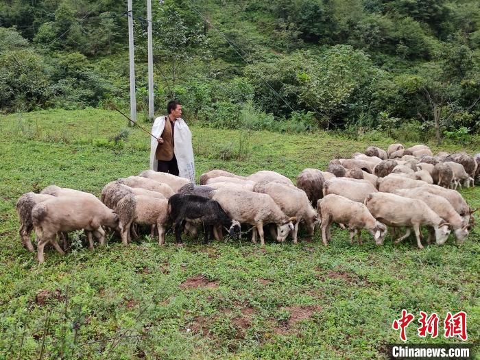聪明|帮扶队员在凉山：测绘员当起“鹅司令” 搞产业“上阵父子兵”