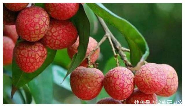 尚书|广东一天价荔枝,一颗55万,杨贵妃吃过,“母树”存活400年