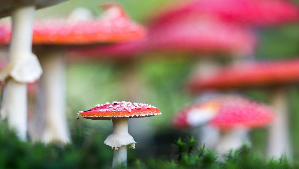 野生|吃野生菌能看见“小精灵”,什么样的蘑菇这么秀?网友:看完想吃