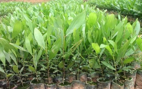  植物|小叶紫薇幼苗采用多效唑栽培技术，从而提高小叶紫薇的观赏价值