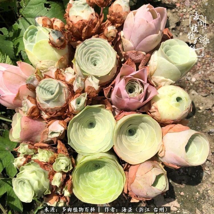  梅雨季|干货：高温高湿梅雨季，山地玫瑰养护提醒，帮你远离黑腐！