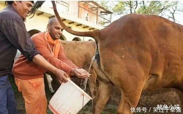 神奇|为什么印度人都爱喝“牛尿”,它真的这么神奇吗