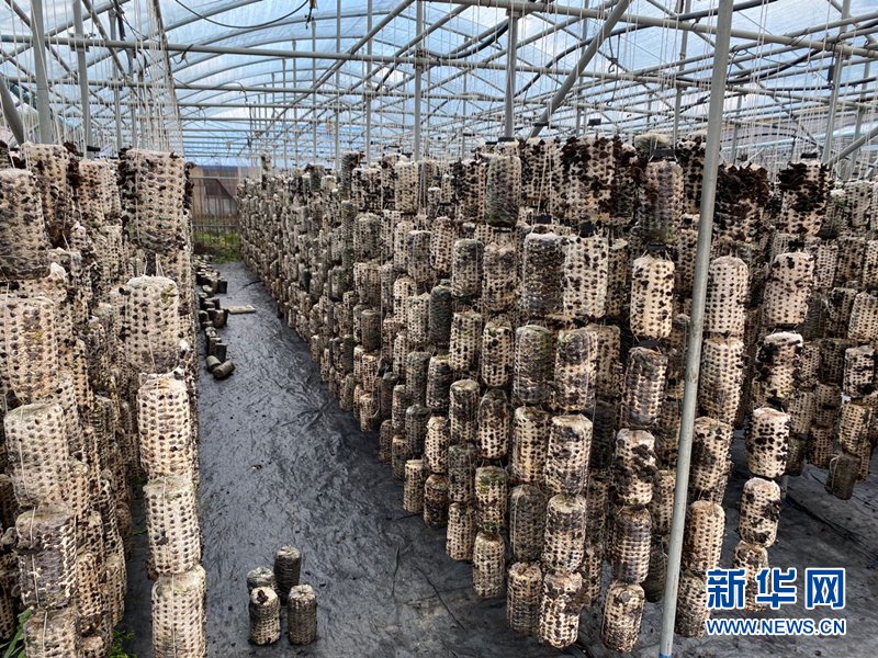 大棚里|【幸福花开新边疆】张大妈家的一把木耳