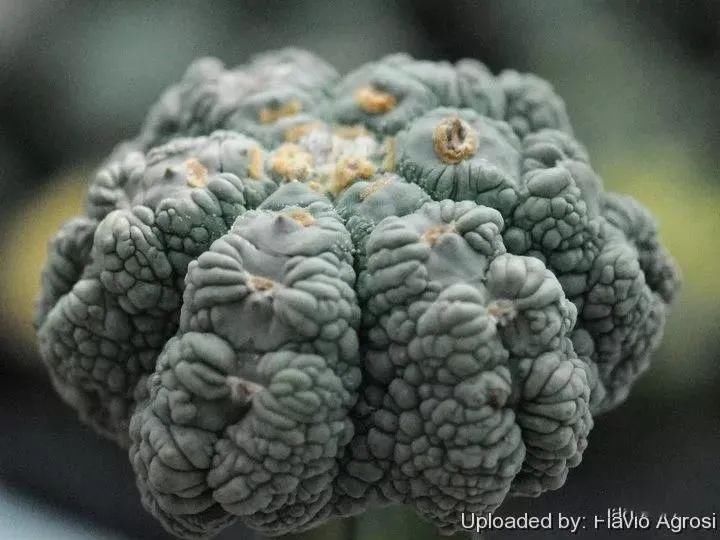  人养|每个人养肉人都应该学会鉴赏“兜”